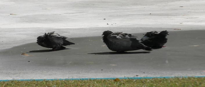 Sıcaktan Bunalan Güvercinler Su Fıskiyesinde Serinledi