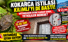 KOKARCA İSTİLASI KİLİMLİ’Yİ DE VURDU!